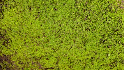 Bright Green Moss Texture with Natural Organic Pattern Background. close-up of natural green moss pattern © phengsstst