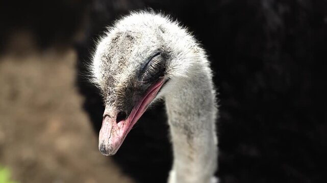 Close-up portrait of an African ostrich showing detailed beak, eyes and soft feathers. Natural scene about birds, wildlife and the animal world.