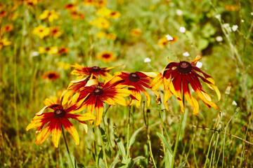 rudbekia dwukolorowa, rudbekia owłosiona, Rudbeckia L. © Marcin Łazarczyk