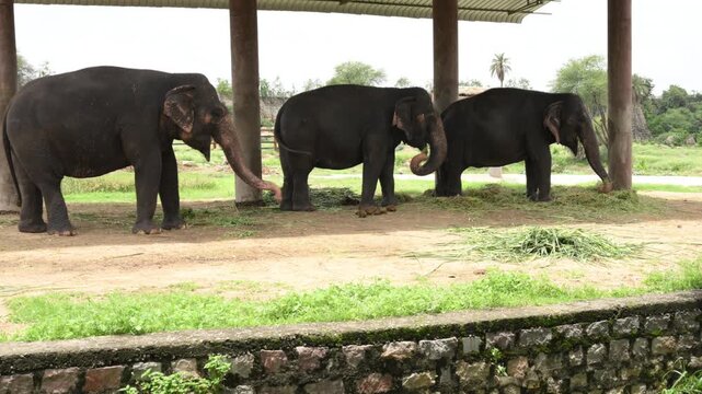 3 Elephant