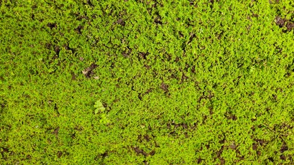 Bright Green Moss Texture with Natural Organic Pattern Background. close-up of natural green moss pattern © phengsstst