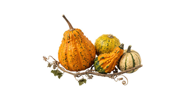 Assortment of colorful gourds and pumpkins arranged on a vine