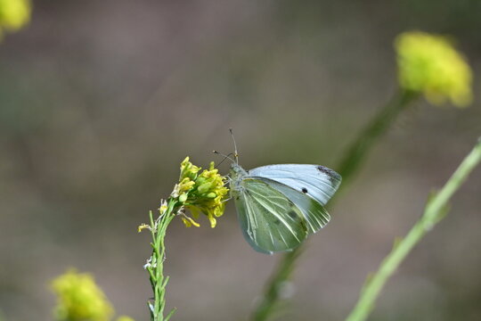Papillon Pi&eacute;ride de la Rave
