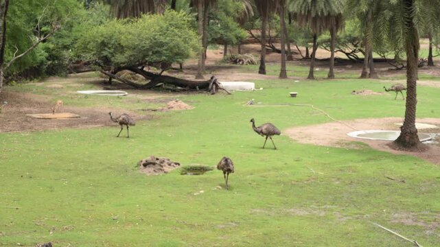 Emus Roaming Freely in Spacious Zoological Park Enclosure