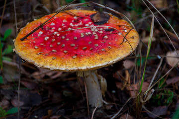 fly agaric mushroom in forest © CherniView