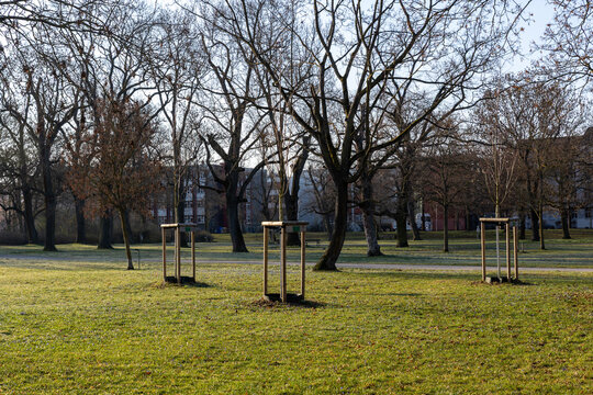 Newly planted young trees stand across city park in Magdeburg, Germany, supported by wooden stakes among bare trees. Urban greening project improves landscape, biodiversity and climate resilience