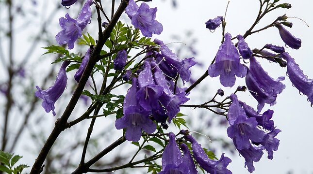 Beautiful blooming purple jacaranda flowers covered in fresh morning rain drops