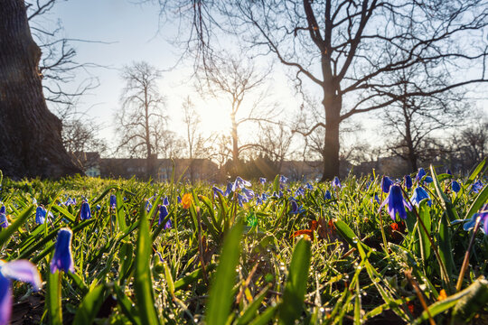 Blue scilla flowers glow among fresh green grass in warm spring sunlight, with bare park trees rising behind. Low angle view captures dew, renewal, soft bokeh and peaceful seasonal atmosphere