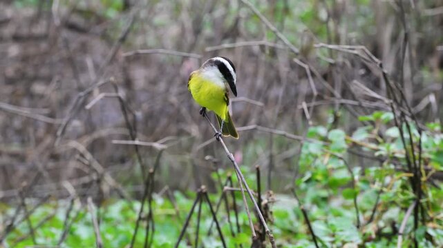 Great Kiskadee is a passerine bird in the tyrant flycatcher, family Tyrannidae, Great Kiskadee, Pitangus sulphuratus, perched on a branch, south wild lodge, Pantanal, Cuiab&agrave;, Mato Grasso du Nord, Mato