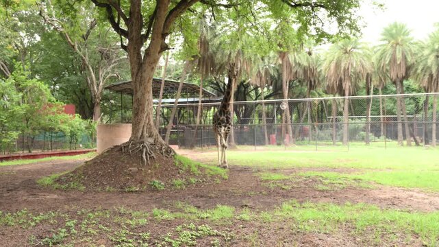 Single Giraffe Standing Beneath Large Tree in Zoo Wildlife Habitat