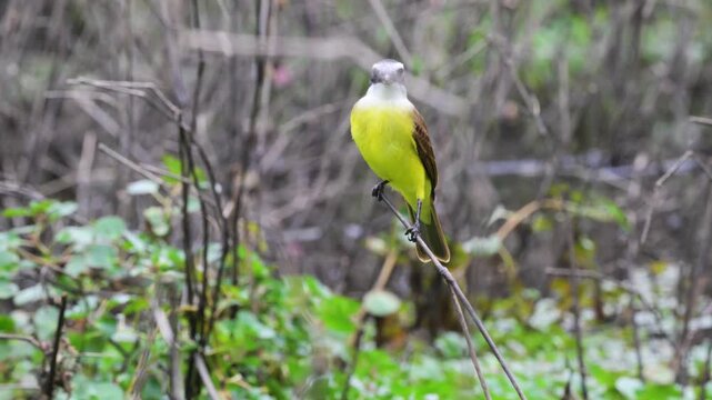 Great Kiskadee is a passerine bird in the tyrant flycatcher, family Tyrannidae, Great Kiskadee, Pitangus sulphuratus, perched on a branch, south wild lodge, Pantanal, Cuiab&agrave;, Mato Grasso du Nord, Mato