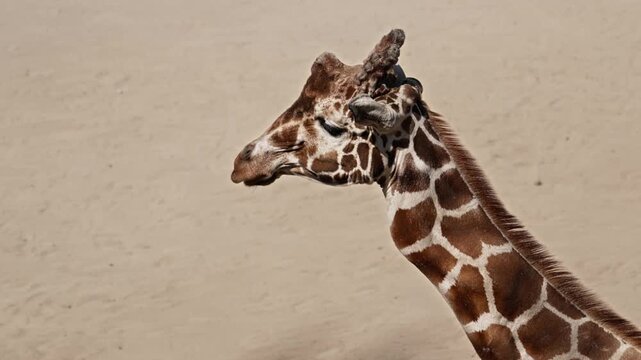 Closeup of the head and neck of a reticulated giraffe (Giraffa reticulata) with dark reddish patches separated by thin light lines.