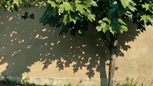 Embrace the beauty of natural light with 4K Ultra HD shadow animation video which captures the soft intricate shadow patterns cast by deciduous plant leaves onto a clean beige wall background