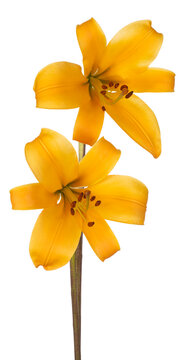 lily flower isolated