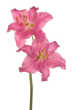 lily flower isolated