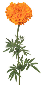 French marigold flower isolated