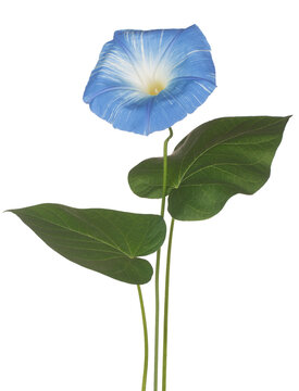 ipomoea flower isolated