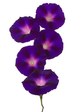 ipomoea flower isolated