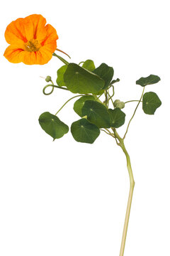nasturtium flower isolated