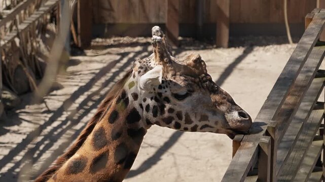 Side view of spotted giraffe in outdoor zoo enclosure, head reaching toward wooden fence rails on sandy ground as it licks and sniffs wood, warm daylight and strong shadows