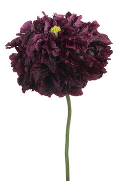 poppy