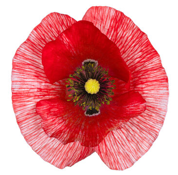 poppy flower isolated