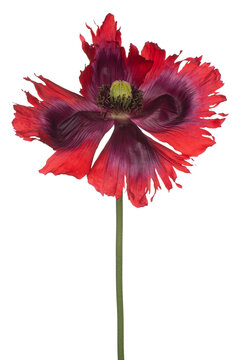 poppy flower isolated