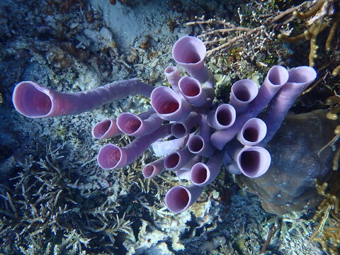 Purple Tube Sponge Colony on Tropical Coral Reef