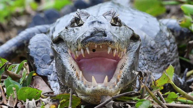 Yacar&eacute;, Caiman, Caiman yacar&eacute;,  tick inside the mouth, tick,  Yawning, Open Mouth, Teeth, Aggressive, Defensive,  It feeds on crustaceans, mollusks, fish, reptiles, and small mammals, Port Jofr&egrave;, Pant