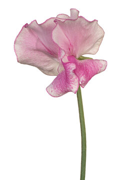 sweetpea flower
