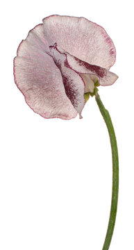 sweetpea flower