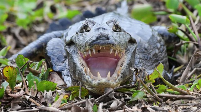 Yacar&eacute;, Caiman, Caiman yacar&eacute;,  tick inside the mouth, tick,  Yawning, Open Mouth, Teeth, Aggressive, Defensive,  It feeds on crustaceans, mollusks, fish, reptiles, and small mammals, Port Jofr&egrave;, Pant