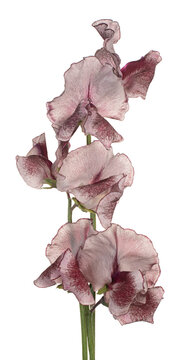 sweetpea flower