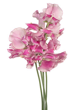 sweetpea flower