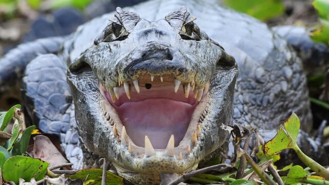 Yacar&eacute;, Caiman, Caiman yacar&eacute;,  tick inside the mouth, tick,  Yawning, Open Mouth, Teeth, Aggressive, Defensive,  It feeds on crustaceans, mollusks, fish, reptiles, and small mammals, Port Jofr&egrave;, Pant