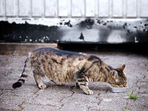 Street cat eating cat food from dish on the backyard. Horizontal image with selective focus.	
