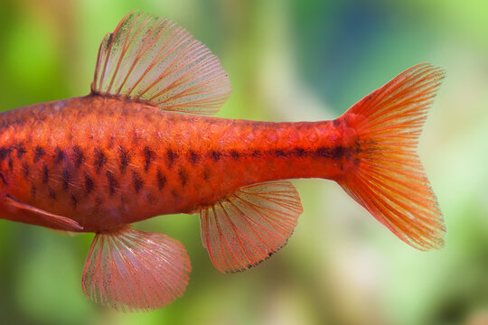 Macro view tail and fin, close-up male barb freshwater aquarium fish Puntius titteya. 