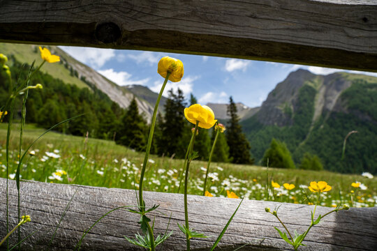 Bl&uuml;hende Bergwiese in Osttirol