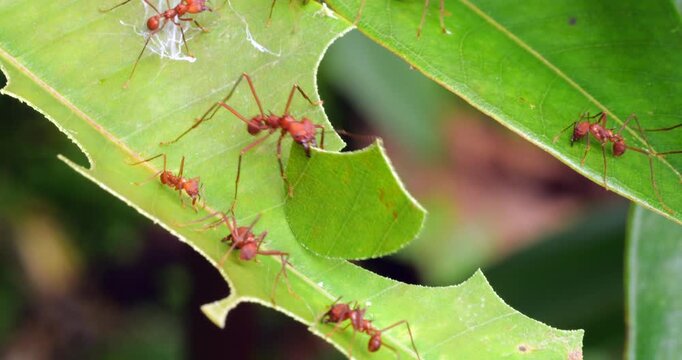 Leaf cutter ants (Atta sp.) cutting leaves .In the rainforest understory, Napo province, Ecuador. The leaf sections are carried back to the nest and used to grow a fungus upon which the ants feed.