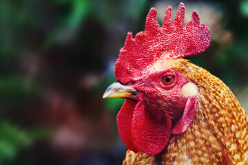 Close-up of adult rooster head, orange mottled feathers and bright red-burgundy comb, cheeks and wattle © besjunior