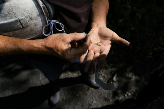 Miner displaying raw emerald gemstones in his hands