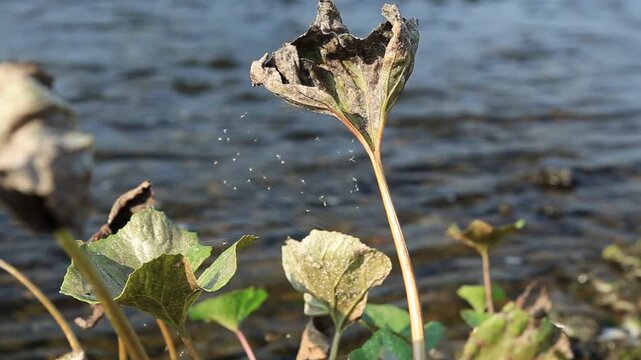 Aquatic arrowhead plant growing along tranquil riverbank in a lush natural outdoor setting