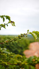 Close up of unripe green coffee beans with water droplets on a branch after rain. Brazilian agriculture landscape © enny