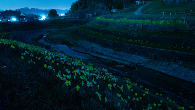 月明かりに咲く、川辺の花景色