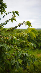 Wet coffee plant branch with green raw beans and water drops in a plantation field under a cloudy sky © enny