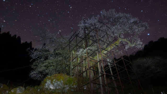 満天の星空に咲く、幻想の大桜