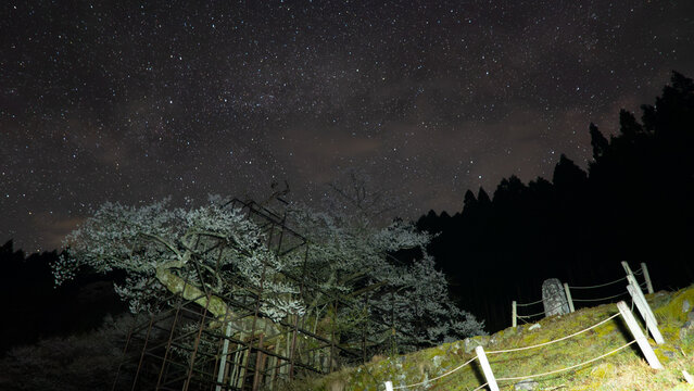 星降る春夜、大きな桜が描く夢景色