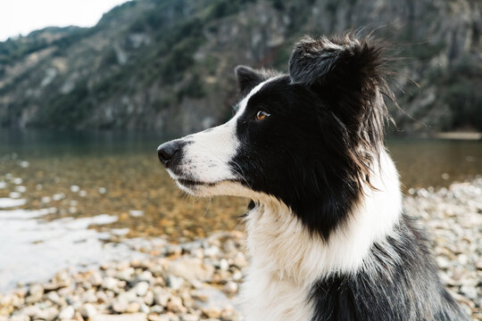 Border Collie by Mountain Lake