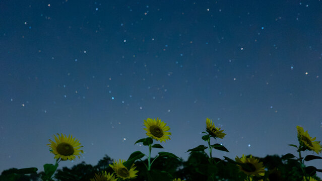 天の川とひまわりが彩る幻想の夜