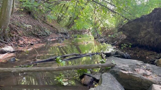 Pan Right to Left: Calm Forest Stream with Rocks and Reflections in Summer